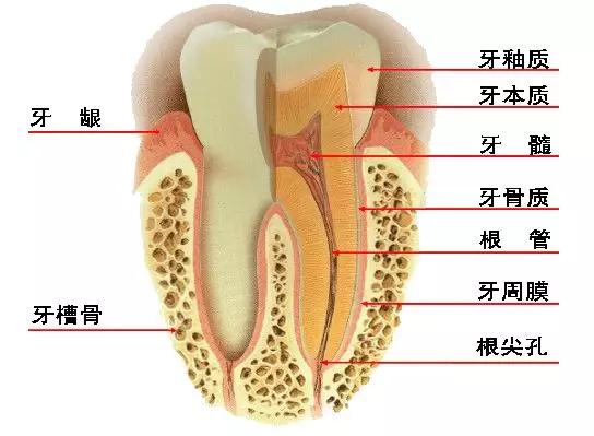 什么牙切齿成语_成语故事图片(2)