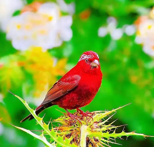 极品红色鸟小鸟酒红朱雀