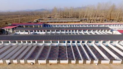 “春节,我回村了,把猫送去469元一晚的总统套房”