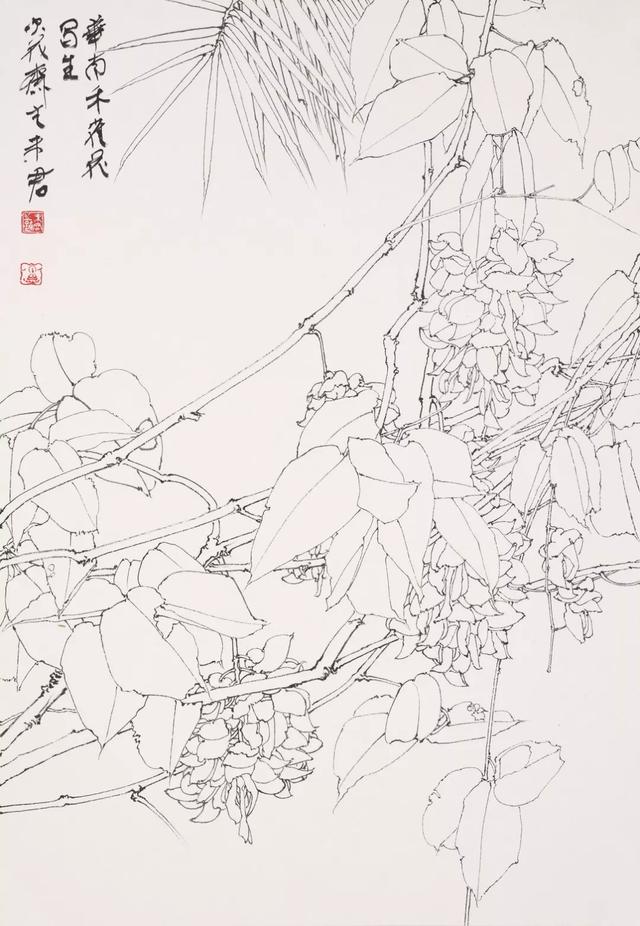 写生|未君:芳园已是去年花_禾雀花