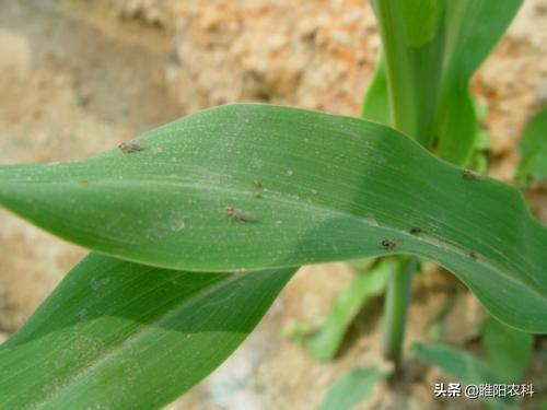 为什么叫玉米症 f295fd561d404c6b88e501ab386f13f8.jpeg