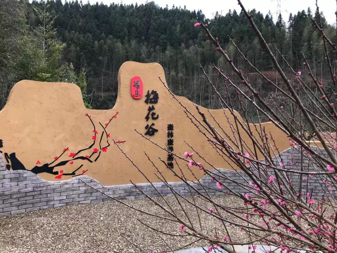 梅花谷是将乐国有林场打造森林康养基地的先行示范点.