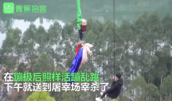 景区让肥猪从68米高处蹦极！网友炸锅！最新回应