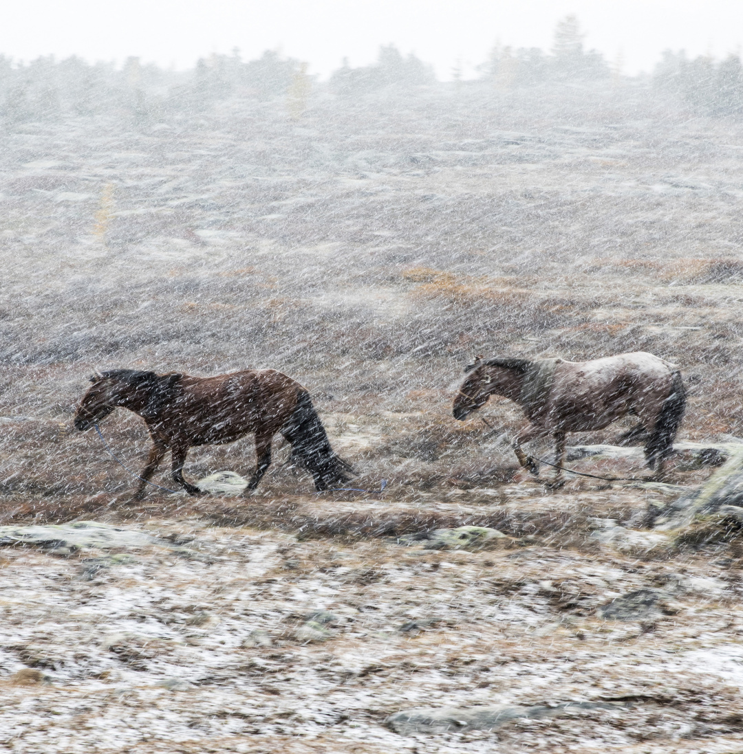 蒙古国发展农业为什么这么难？| 地球知识局