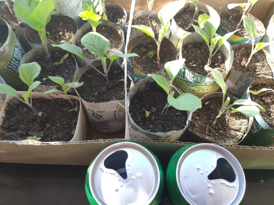 大爷大妈们，在天台上活成了李子柒