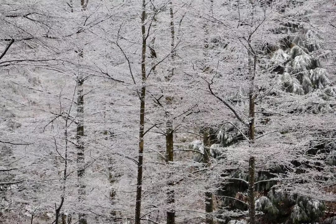 一夜过后 一派千树万树梨花开的美丽景象 除了商量岗 四明山森林公园