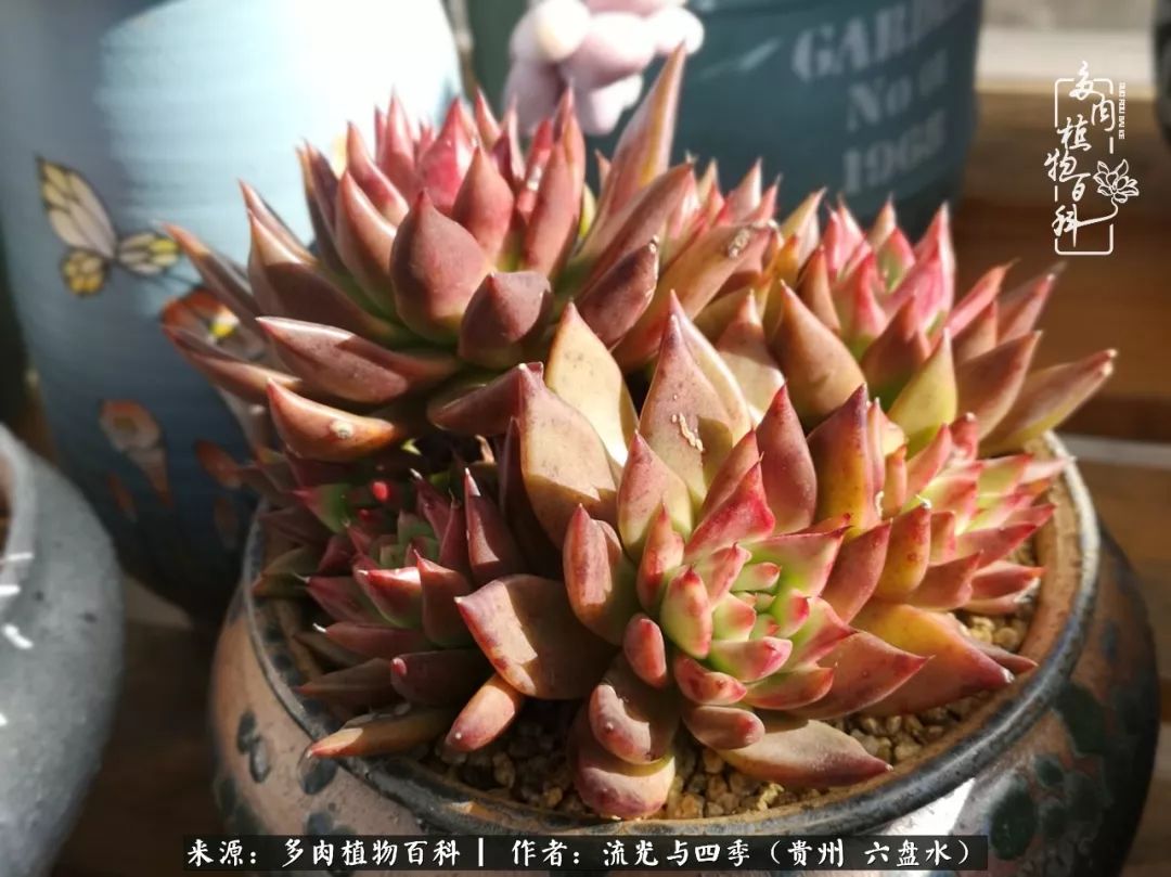 弗兰克