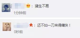 景区让肥猪从68米高处蹦极！网友炸锅！最新回应