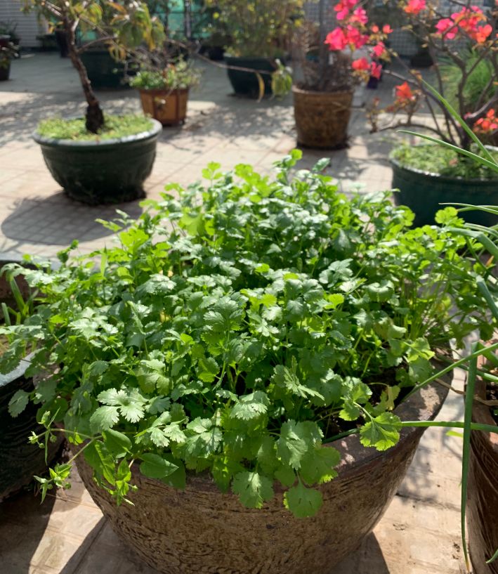 大爷大妈们，在天台上活成了李子柒