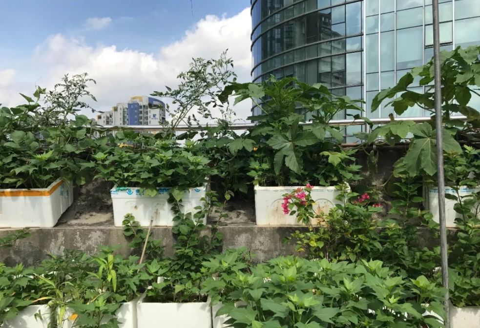 大爷大妈们，在天台上活成了李子柒