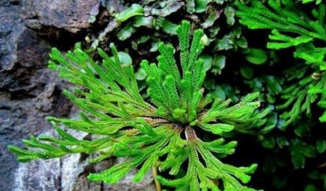 抓地草的药用价值 3b19b5a043fc4a64af3e3c09a382c3ba.jpeg