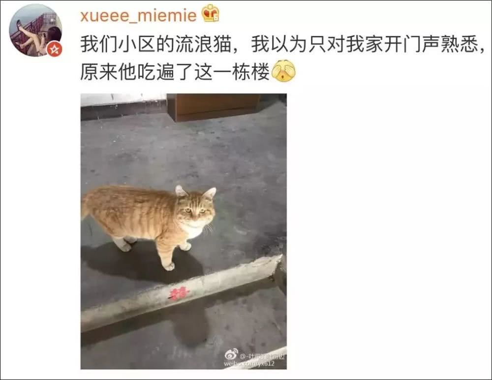 成语什么猫_成语故事图片(3)