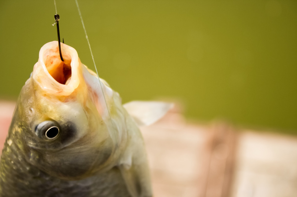 鱼多少度最活跃 44b98981d1e8492e8d12b6d7e6854e28.jpeg