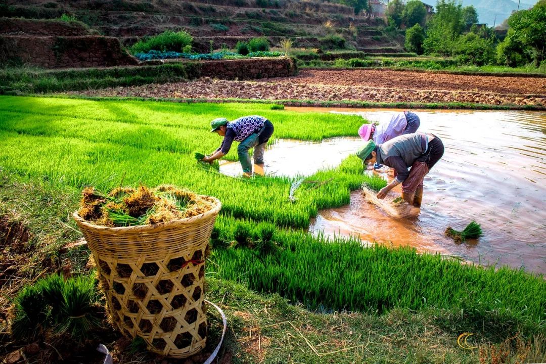 大爷大妈们，在天台上活成了李子柒