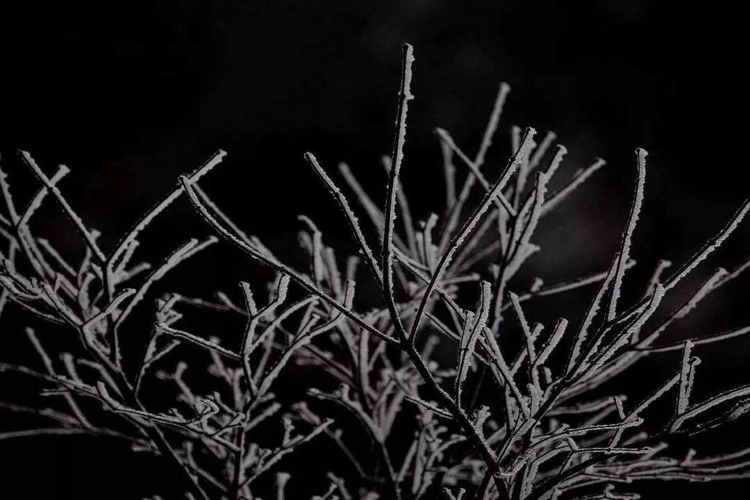 一夜过后 一派千树万树梨花开的美丽景象 除了商量岗 四明山森林公园