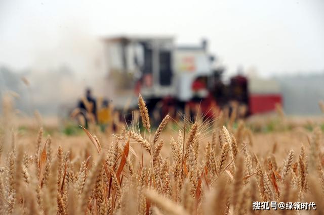 九成熟，十成收，十成熟，一成丢，冬小麦最佳收割时间提前看