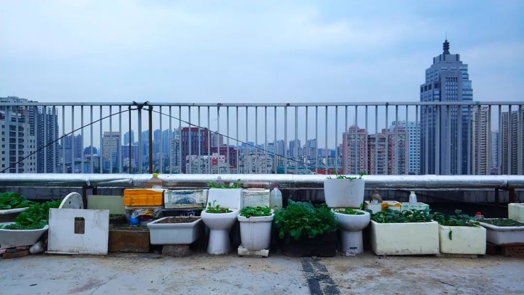 大爷大妈们，在天台上活成了李子柒