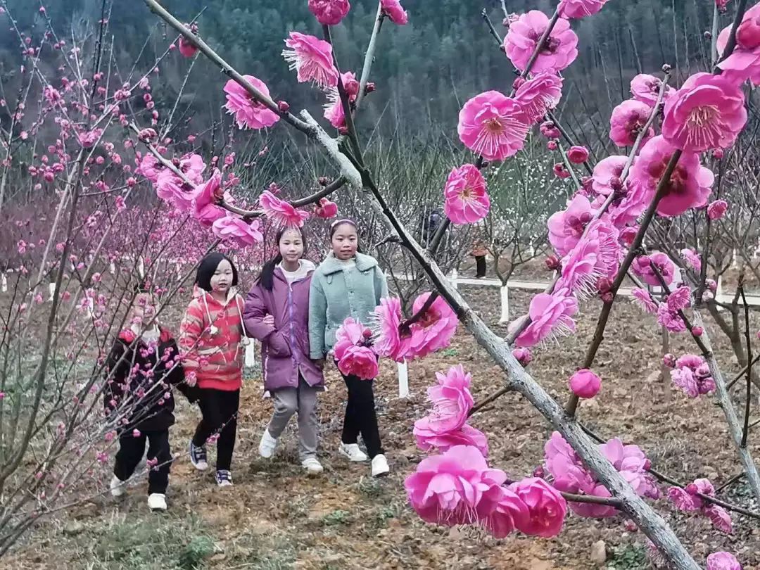 三明这个地方藏着一个梅花谷春节正是最佳观赏期