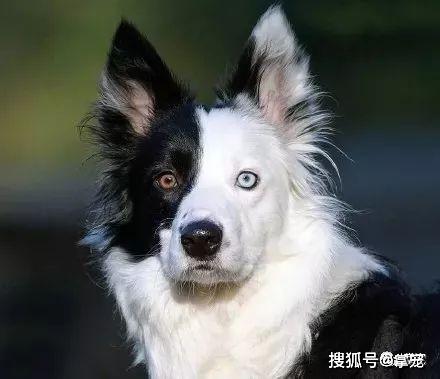 德牧和哈士奇居然生出了一只异瞳犬