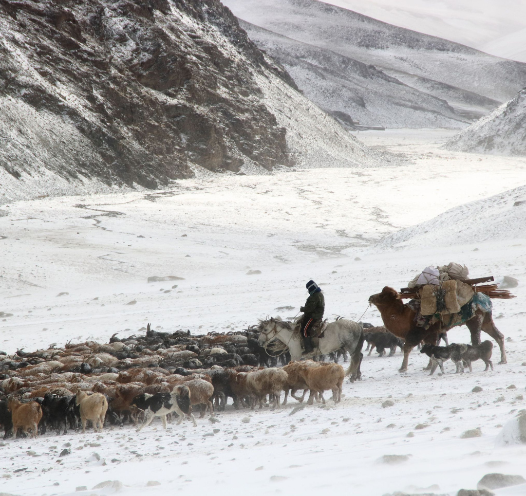蒙古国发展农业为什么这么难？| 地球知识局