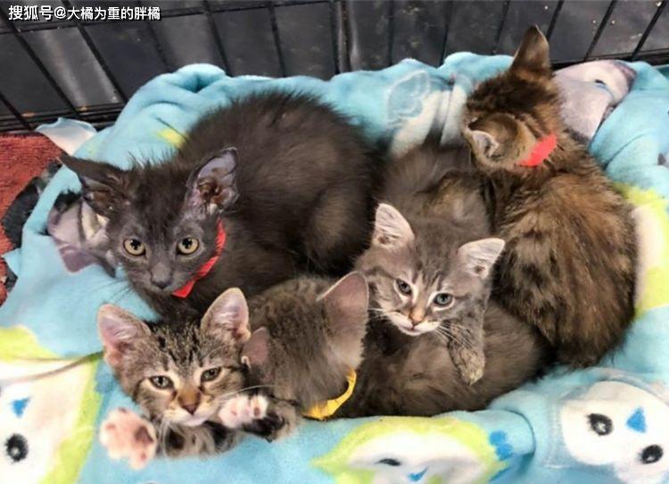 猫咪和老人家 6617d8a209a34d63a83db91fa49f2d51.jpeg