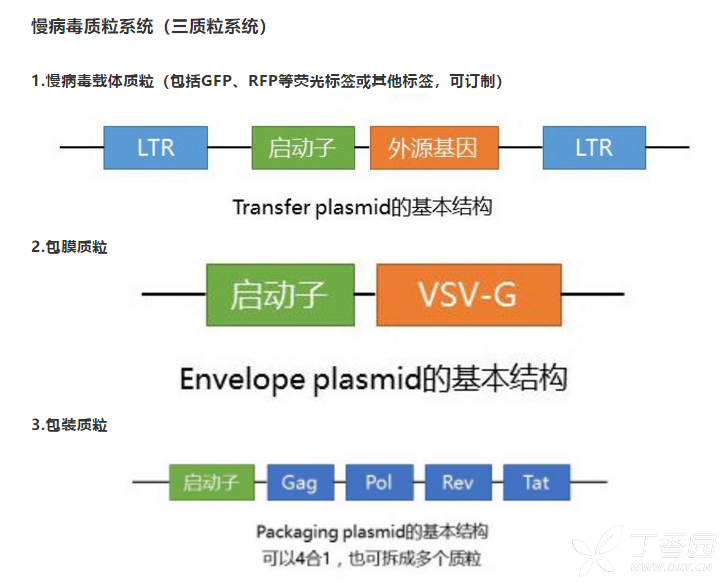 涨知识：你想要知道的关于慢病毒的知识 细胞 