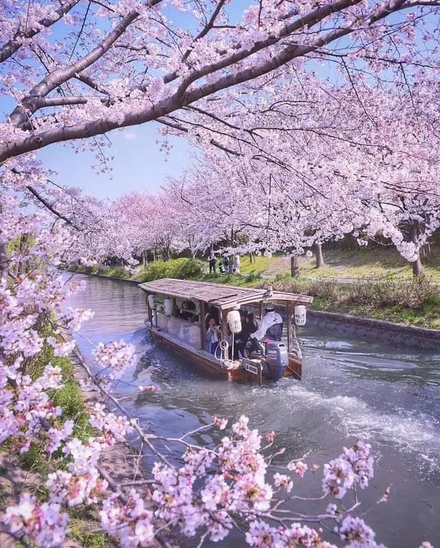 2020日本樱花,想和你来一场花见之旅
