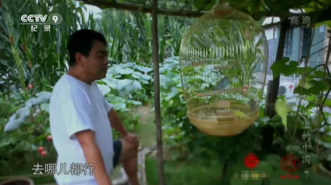 大爷大妈们，在天台上活成了李子柒