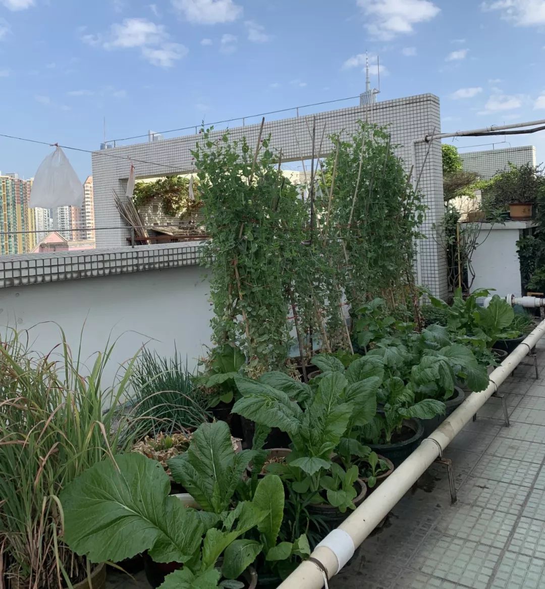 大爷大妈们，在天台上活成了李子柒