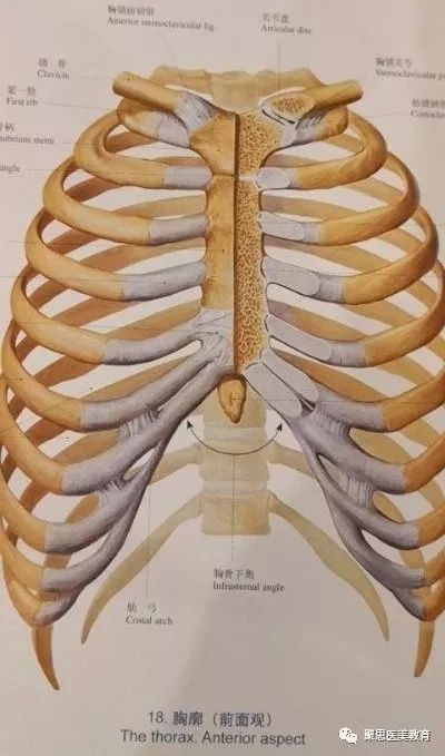 一、肋骨的解剖