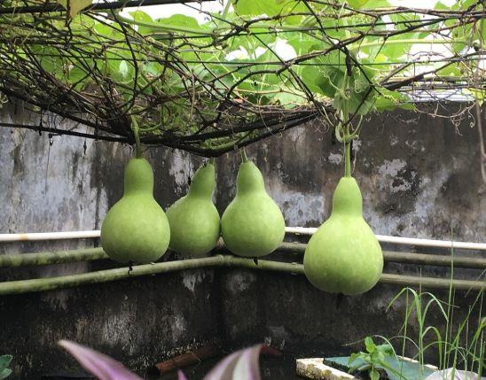 大爷大妈们，在天台上活成了李子柒