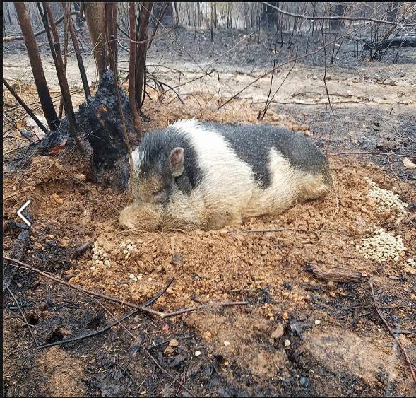 大火燒盡後寵物豬待在原地等主人，之前沒能帶走它全家很內疚 寵物 第2張