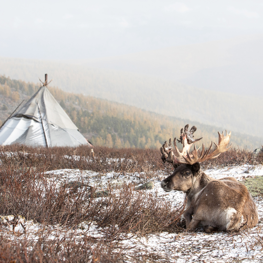 蒙古国发展农业为什么这么难？| 地球知识局