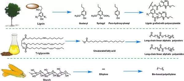 poly. sci.综述:生物基高分子材料:结合化学合成与材料加工