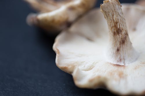 吃平菇为什么会中毒