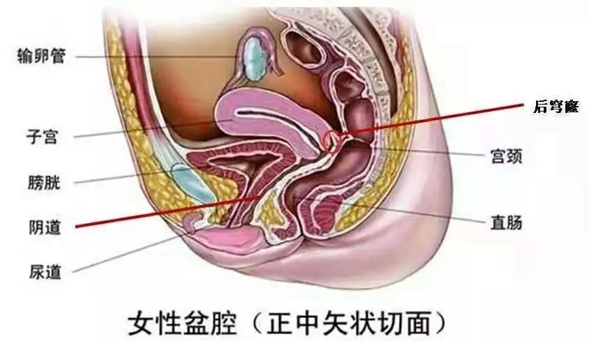 妇产科老司机科普:阴道的不完全说明书