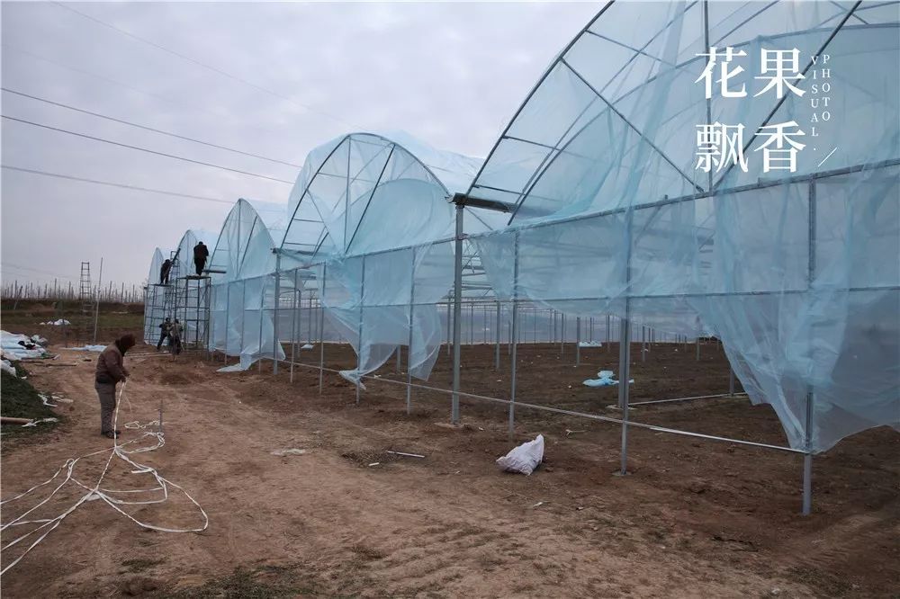 脆蜜怎么吃
