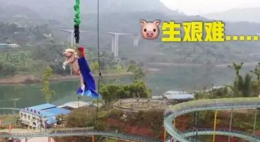 景区让肥猪从68米高处蹦极！网友炸锅！最新回应