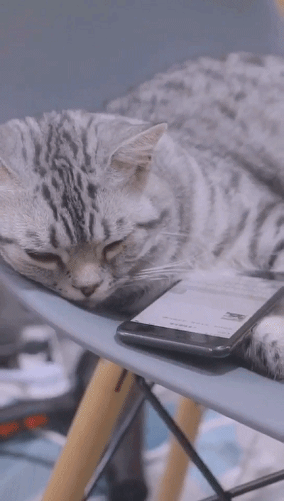 猫的天空之城人均消费_天空之城简谱(3)
