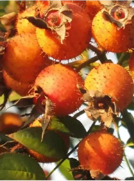 维C排行榜_图说全球VC排行榜