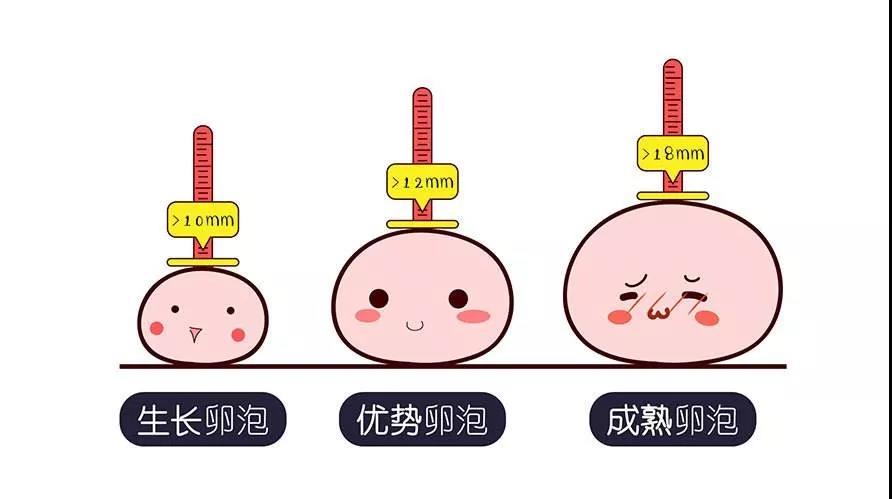 卵泡长大多大排出容易受孕什么样的是好卵泡