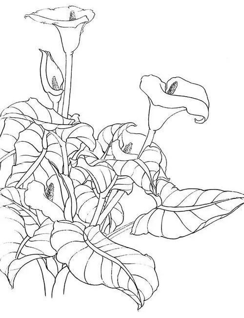 马蹄莲鸡冠花火鹤龟背竹杜鹃大叶杜鹃10种花卉清白描线稿图片资料,给