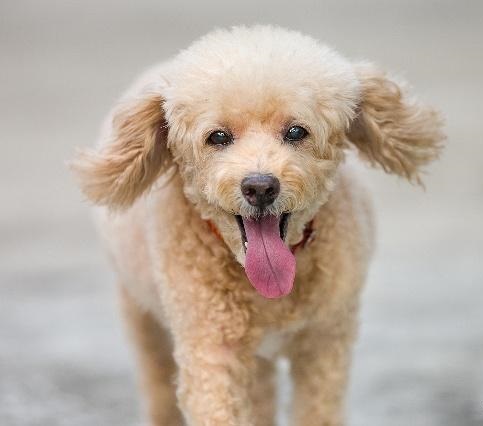 泰迪智商排名第几_柴犬智商排名第几