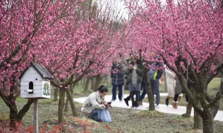 梅花节来了金山这个春节赏梅秘境假期最有情怀的定位就是这里了