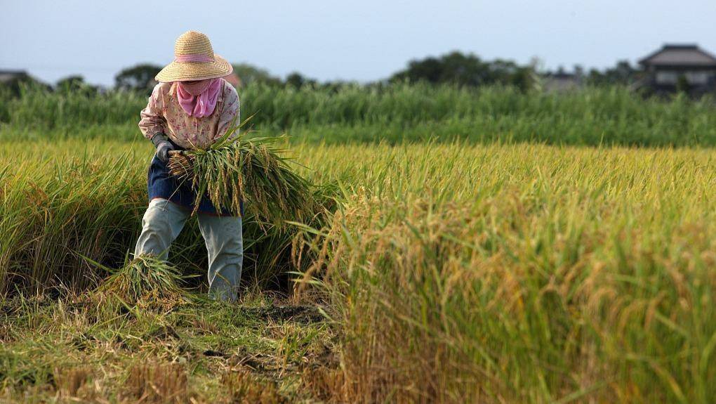 政府忌惮三分,比黑社会还厉害,日本农协为什么牛?