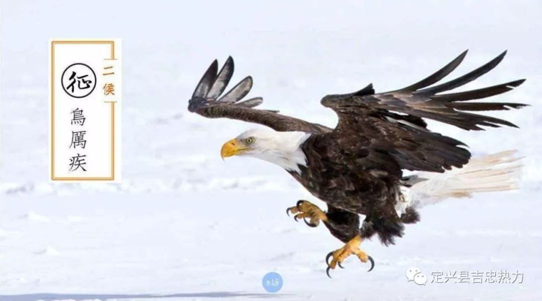 隼是什么意思怎么读 6bc0b31b19c74022b7592673ff7f90c7.jpeg