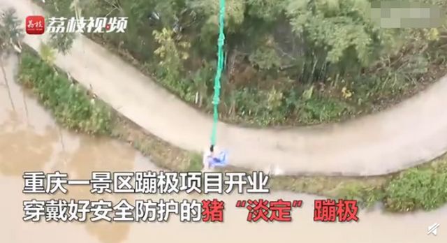 景区让200斤猪蹦极，围观群众：猪特别淡定！回应来了