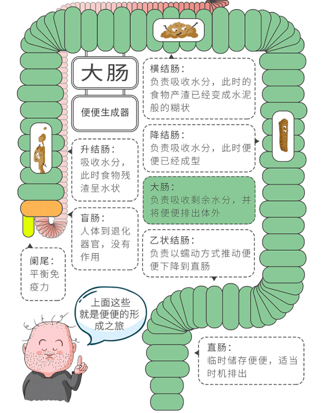 一幅动图带你了解便便的形成之旅大多肠道问题都和它相关