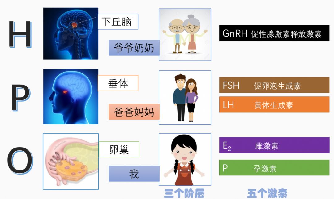 看了这篇你还看不懂激素报告算我输