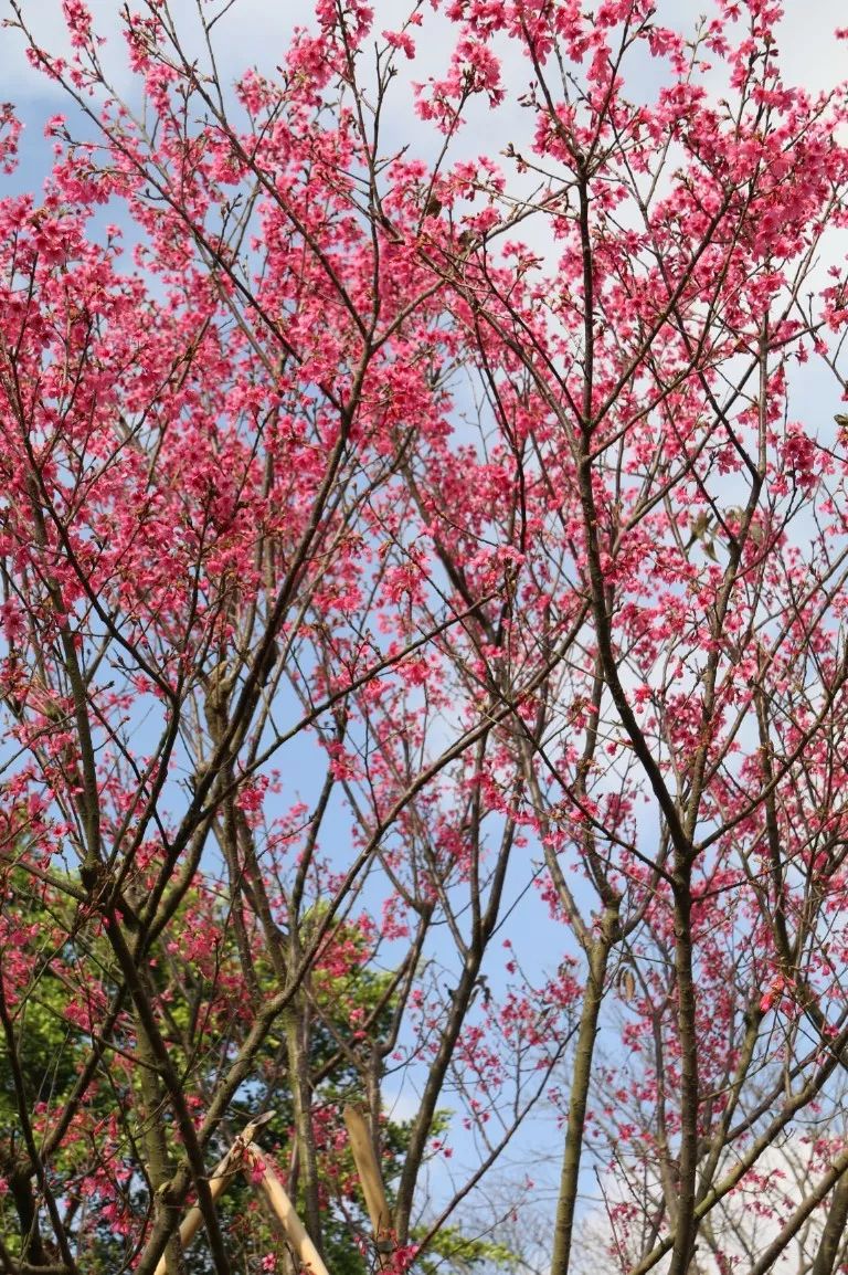 一见倾心圭峰山这片樱花林太让人心动了